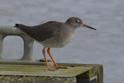 Redshank.jpg